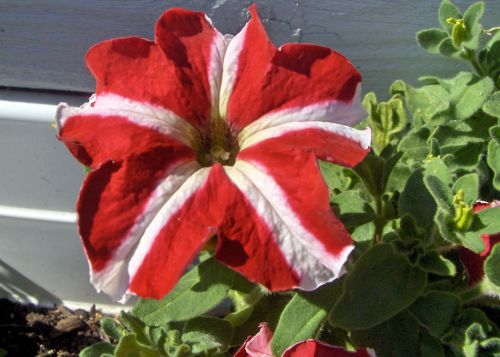 Gėlė,  Petunija,  Raudona Ir Balta Petunijos Gėlė