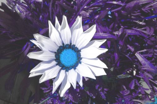 Gėlė,  Balta,  Gamta,  Stilizuota Gėlė # 18