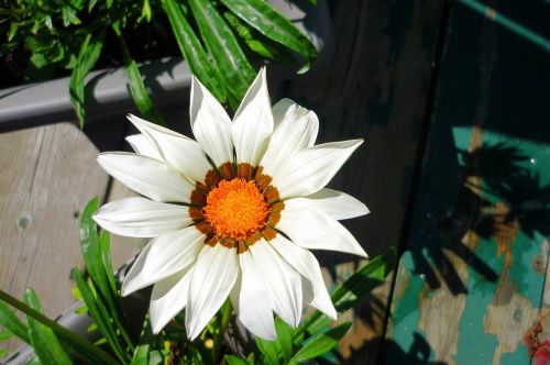 Gėlė,  Balta,  Gamta,  Stilizuota Gėlė # 19