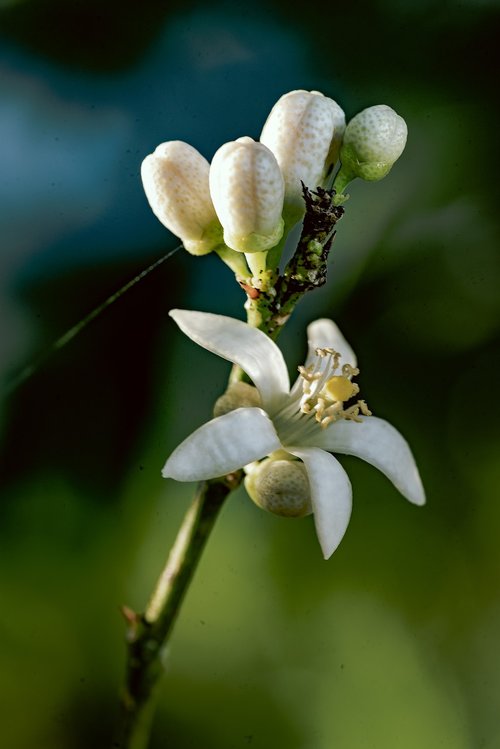 Fleure,  Floros,  Balta Gėlė,  Makro