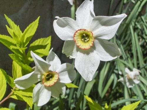 Gėlės,  Narcizas,  Balta,  Gamta,  Gėlės Iš Mano Sodo (30)