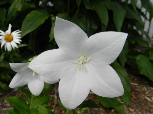 Gėlės,  Balta,  Geliu Lova,  Gamta,  Gėlės Iš Mano Sodo (55)