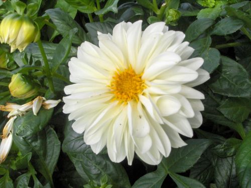 Gėlė,  Balta,  Gėlės Iš Mano Sodo (8)