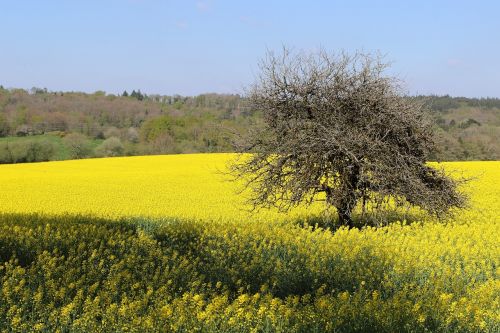 Fleurs Des Champs, Pavasaris, Prairie