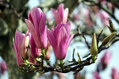 Magnolijos,  Gėlės,  Flora,  Botanikos,  Pavasaris,  Gamta,  Žiedlapiai,  Medis,  Gėlės Magnolijos