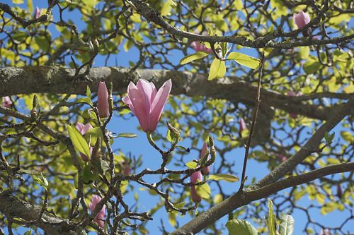 Magnolijos,  Gėlės,  Flora,  Žydėti,  Gamta,  Medis,  Botanika,  Žydintys Magnoliai