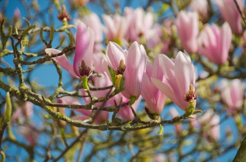 Magnolijos,  Gėlės,  Flora,  Botanikos,  Pavasaris,  Gamta,  Žiedlapiai,  Medis,  Magnolijos Gėlės