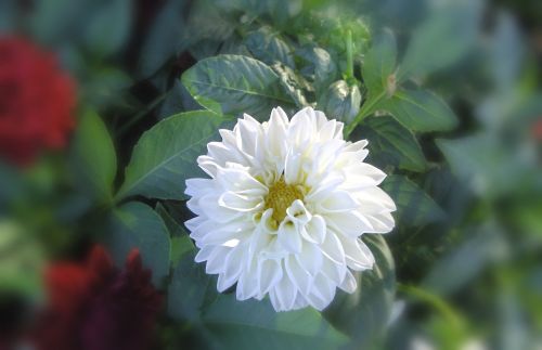 Gėlė,  Balta,  Gėlės Violetinės Petūnijos
