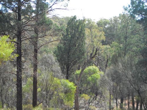 Kalnai,  Griuvėsiai,  Gumos Medžiai,  Laukinė Gamta,  Flinders Svyruoja Pietų Australija.