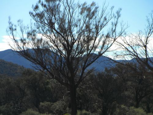 Kalnai,  Griuvėsiai,  Gumos Medžiai,  Laukinė Gamta,  Flinders Svyruoja Pietų Australija.