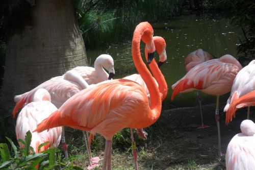 Flock,  Flamingos,  Flamingas