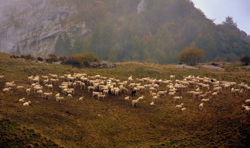 Flock, Avys, Prato, Kalnas
