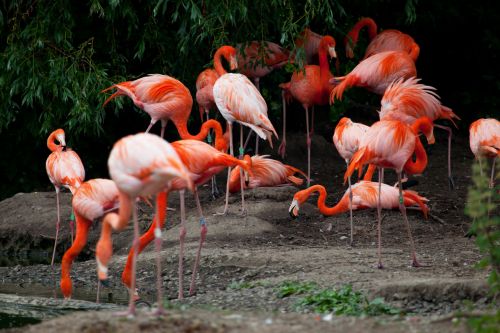Afrika,  Gyvūnas,  Snapas,  Paukštis,  Spalva,  Plunksna,  Flamingo,  Flamingos,  Flock,  Grupė,  Daug,  Kaklas,  Rožinis,  Raudona,  Safari,  Laukiniai,  Laukinė Gamta,  Sparnas,  Flamingų Pulkai