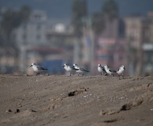 Sanderling,  Sandarlings,  Paukštis,  Paukščiai,  Jūrų Ir Nbsp,  Paukščiai,  Flock,  Daug,  Grupė,  Laukinė Gamta,  Mielas,  Mažas,  Plunksnos,  Piper,  Krantas,  Jūra & Nbsp,  Gyvenimas,  Kalifornija,  Pietūs & Nbsp,  Kalifornija,  Venecija & Nbsp,  Paplūdimys,  Jūra,  Žvilgsnis,  Peeps,  Mažai & Nbsp,  Stint,  Papludimys,  Vandenynas,  Smėlis,  Vaikščioti,  Smulkių Paukščių Pulkas