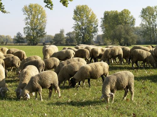 Avių Pulkas, Gamtos Rezervatas, Dujinis Smėlis, Lampertheim