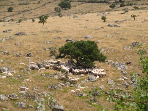 Avių Pulkas, Sardinija, Avys, Flock, Kraštovaizdis, Gyvūnai