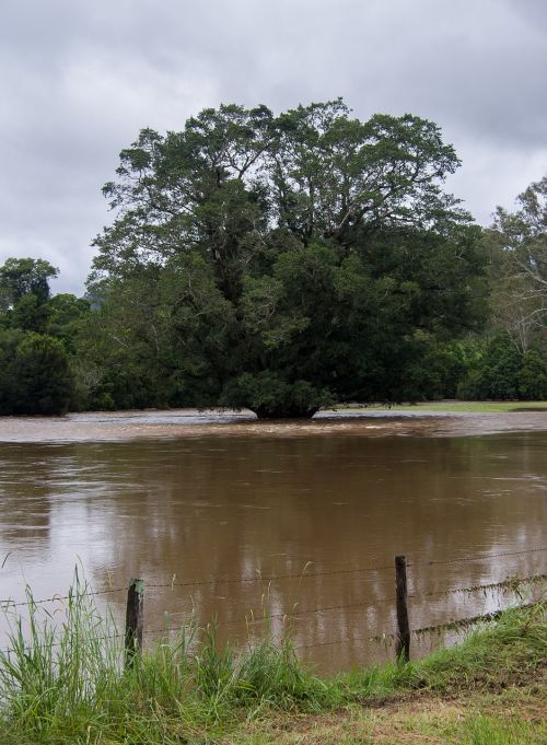 Potvynis, Vanduo, Upė, Pavojus, Medžiai, Kaimas, Queensland, Australia