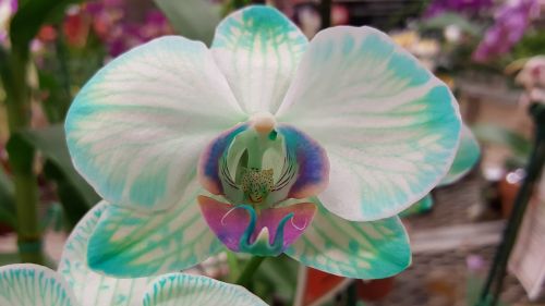 Flora, Orchidėja, Atogrąžų, Neįprastas, Spalva, Mėlynas, Žalias