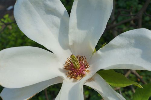 Flora, Magnolijos Gėlė, Pavasaris, Žydi, Magnolijos, Gamta