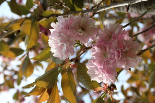Flora, Augalai, Gėlės, Vyšnių Japonų, Medis, Gamta
