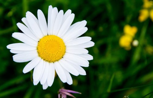 Flora,  Gamta,  Gėlė,  Vasara,  Laukas,  Be Honoraro Mokesčio