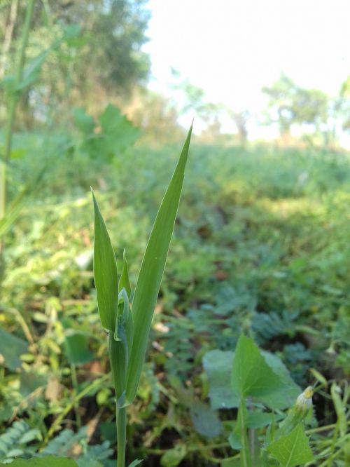 Flora,  Lapai,  Gamta,  Augimas,  Vasara,  Aplinka,  Žolė,  Be Honoraro Mokesčio