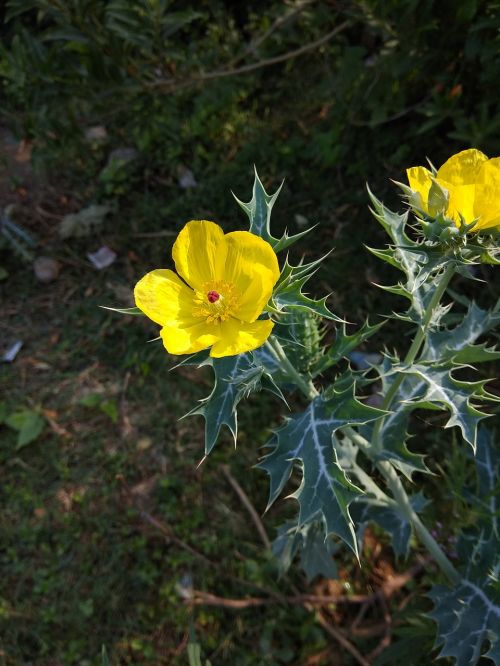 Flora,  Gamta,  Gėlė,  Sodas,  Žydi,  Be Honoraro Mokesčio