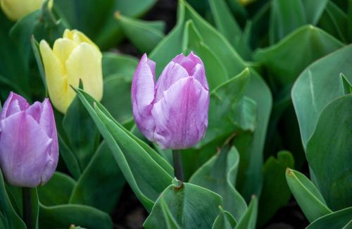 Flora,  Gamta,  Lapai,  Tulpė,  Gėlė,  Be Honoraro Mokesčio