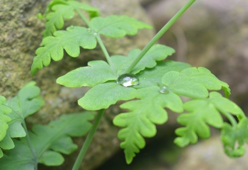 Flora,  Lapai,  Gamta,  Aplinka,  Šviežumas,  Lauke,  Be Honoraro Mokesčio