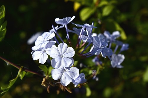 Floros,  Sodas,  Pobūdį,  Augalų,  Laukinių Gėlių