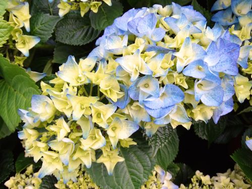 Flora, Gėlė, Gėlės, Geltona, Mėlynas, Hortenzija
