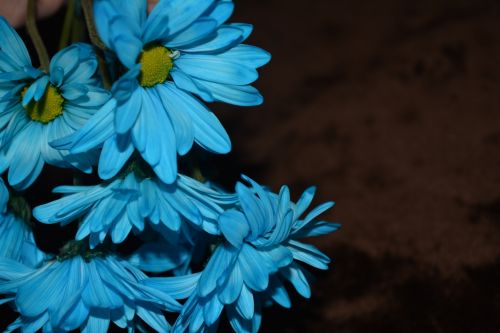 Gamta,  Daisy,  Gėlė,  Fonas,  Makro,  Flora Makro Daisy Žydi Mėlyna A1