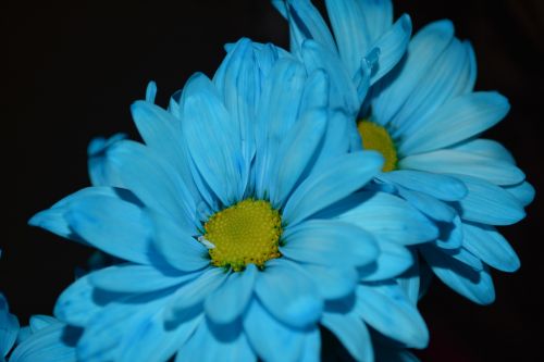 Gamta,  Daisy,  Gėlė,  Fonas,  Makro,  Flora Makro Daisy Žydi Mėlyna A2