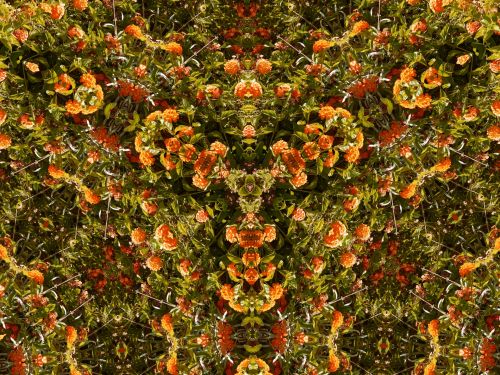 Fonas,  Tapetai,  Kaleidoskopas,  Gėlių,  Gėlės,  Geltona,  Gėlių Kaleidoskopo Fonas