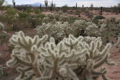 Florencija, Arizona, Dykumos Sodai Rv Park, Kaktusas