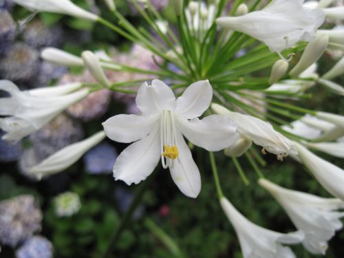 Agapanthus,  Gėlė,  Florets,  Balta,  Skanėsto,  Baltojo Agapanto Gėlių