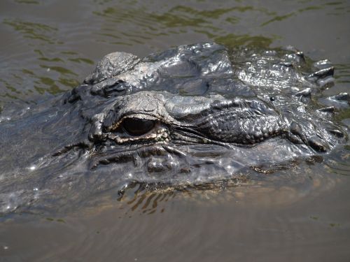 Aligatorius, Florida, Everglades, Ropliai, Vanduo, Akys, Plėšrūnas, Dėmesio