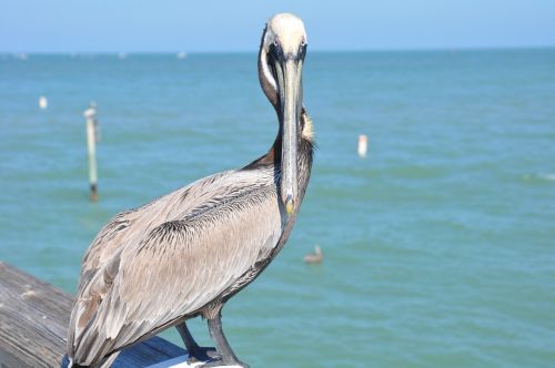 Florida, Pelican, Paukštis, Jūra, Vandenynas, Papludimys