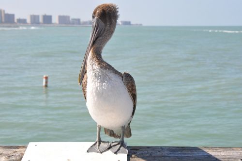 Florida, Pelican, Vandenynas, Lentynas, Prieplauka, Jūra, Vanduo, Paukštis
