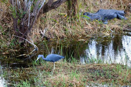 Florida, Everglades, Usa, Vanduo, Gamta, Aligatorius, Pelkė, Paukštis, Ropliai, Gamtos Kraštovaizdis, Valgyti, Rizika, Dykuma, Heronas, Gyvūnas, Laistymo Anga, Plėšrūnas, Mėsėdžiai, Laukinis Gyvūnas, Gyvūnų Pasaulis, Laukinė Gamta, Pavojingas, Pelkės, Pasislėpęs, Ambuscade