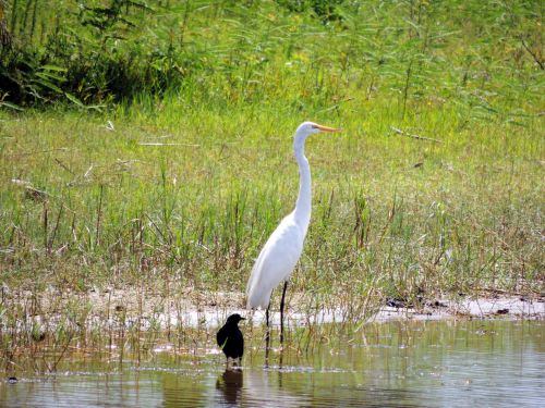 Florida,  Pelkė,  Egret,  Kūdikis,  Paukštis,  Florida Pelkė Egret & Amp,  Kūdikis