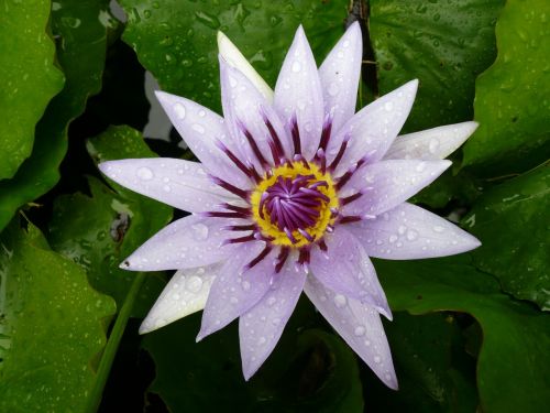 Gėlė, Vandens Lelija, Violetinė, Martinique, Tvenkinys, Karibai, Sala