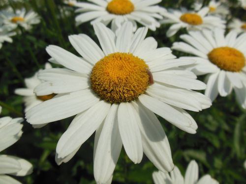 Daisy, Gėlė, Balti Žiedlapiai, Gamta, Pavasaris, Augalas, Vabzdys