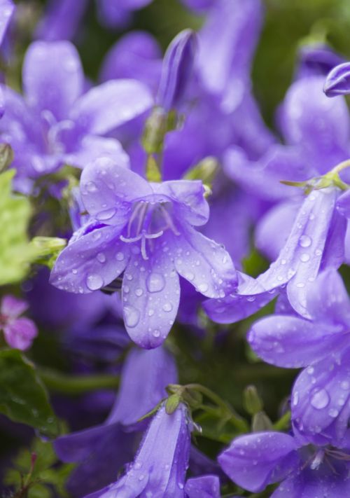 Campanula, Gėlė, Vandens Lašai, Augalas, Gamta, Natūralus, Makro, Lašelis, Rasa, Pavasaris, Mėlynas