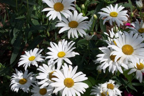 Gėlė, Daisy, Balta