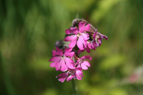 Gėlė, Žalias, Vasara, Gamta, Gėlių, Žydėti