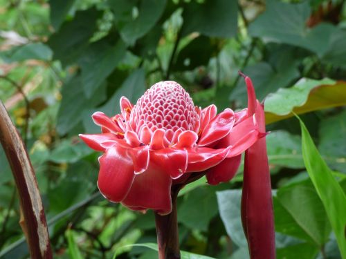 Gėlė, Keista, Neįprastas, Atogrąžų, Džiunglės, Hawaii, Flora