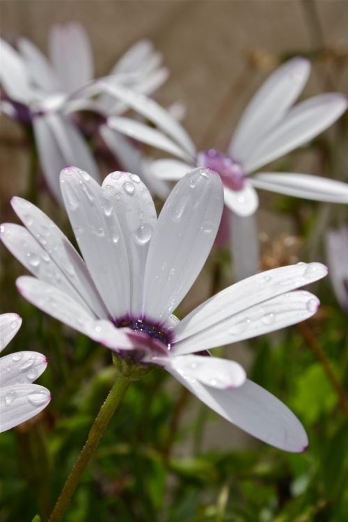 Gėlė, Daisy, Gėlės, Pavasaris