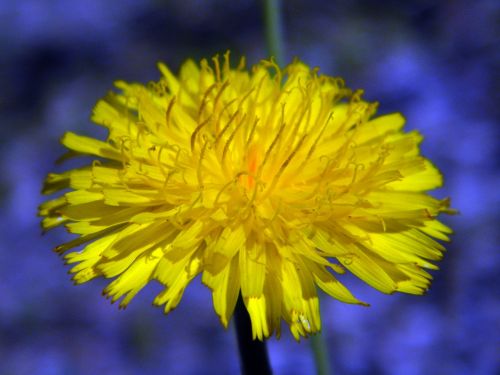 Gėlė, Geltona Gėlė, Flora, Žiedlapiai, Geltona