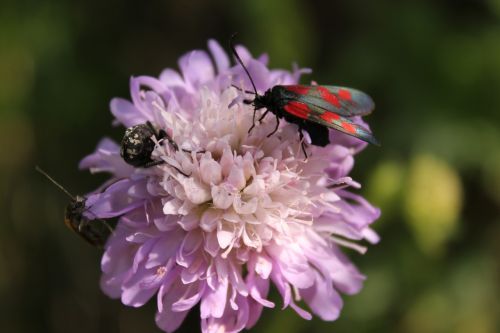 Gėlė, Vabalas, Vabzdys, Žiedas, Žydėti, Gamta, Augalas, Violetinė, Uždaryti, Makro, Violetinė, Aštraus Gėlė